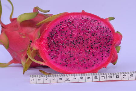 Red dragon fruit crate